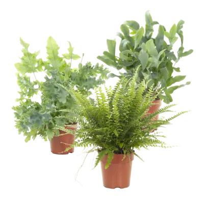 pdp-image-AH Air so pure plant