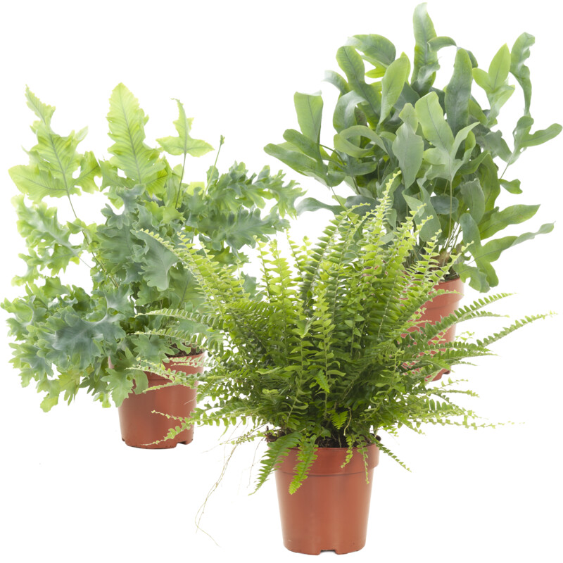 Een afbeelding van AH Air so pure plant