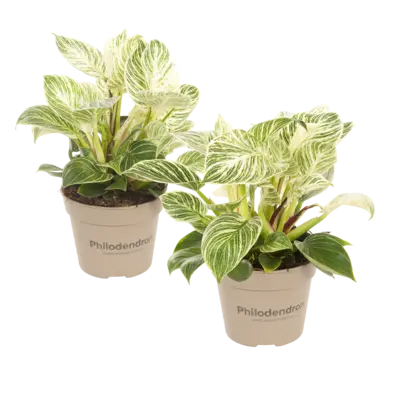 pdp-image-AH Philodendron