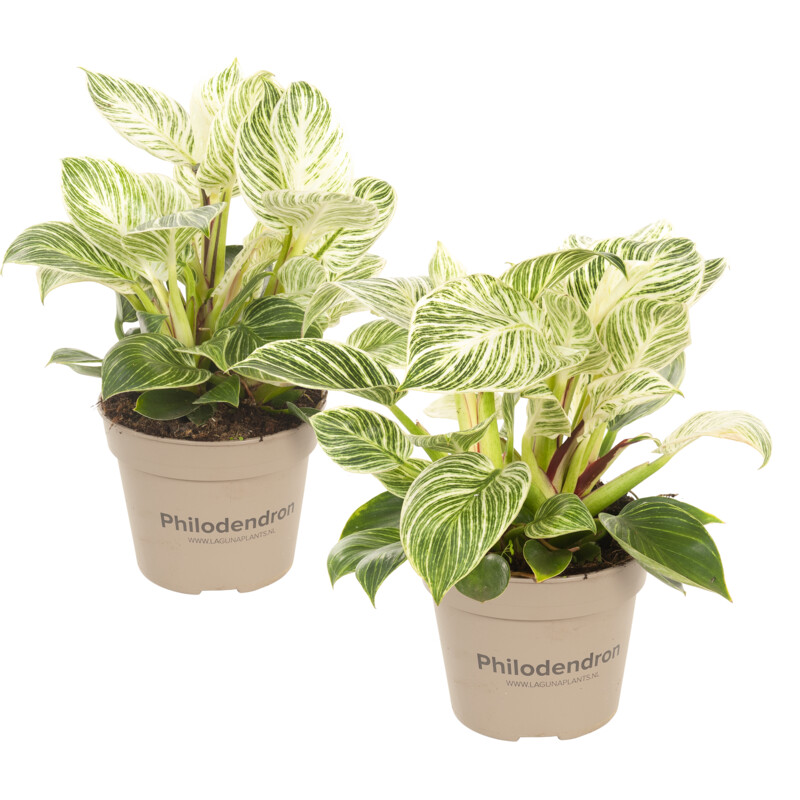 Een afbeelding van AH Philodendron