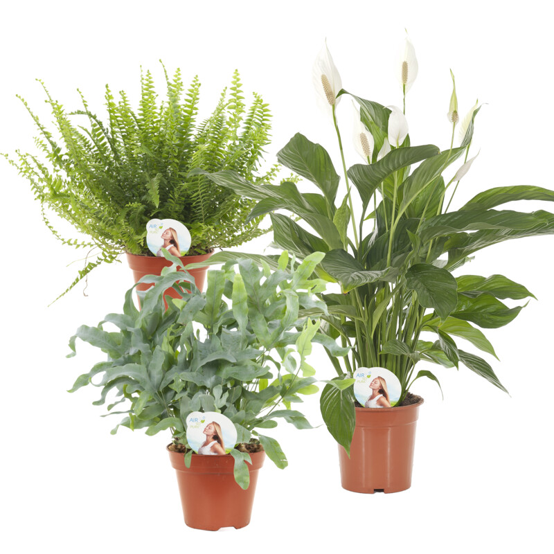 Een afbeelding van AH Air so pure p17