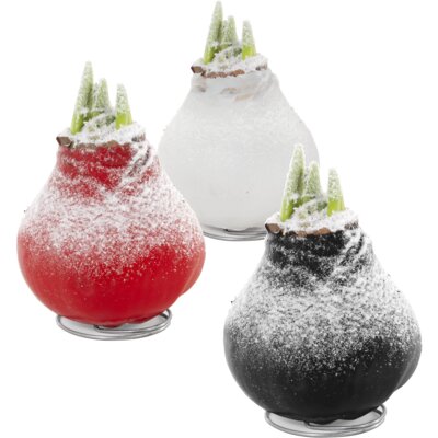 pdp-image-AH Amaryllisbol wax