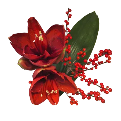 pdp-image-AH Amaryllis bonusmix
