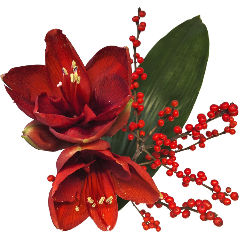 Een afbeelding van AH Amaryllis bonusmix