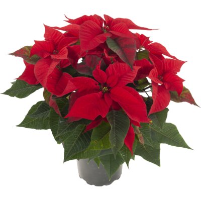 pdp-image-AH Kerstster groot rood