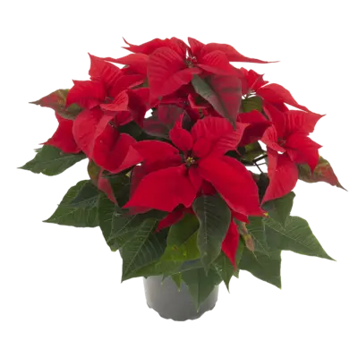 pdp-image-AH Kerstster groot rood