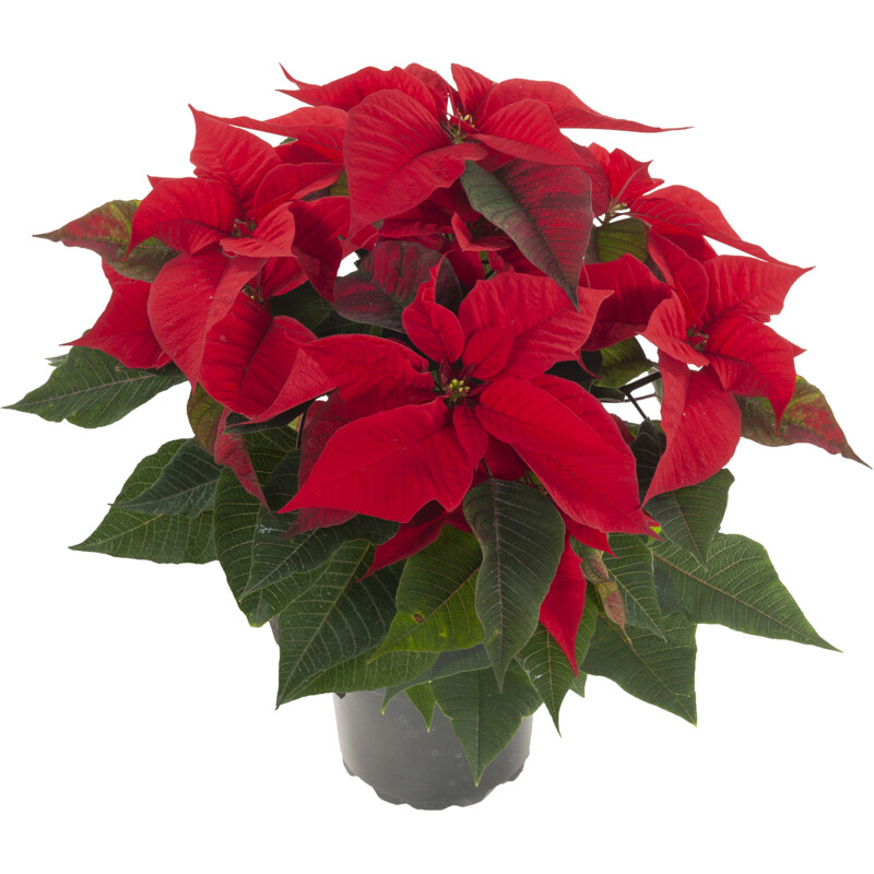 Een afbeelding van AH Kerstster groot rood