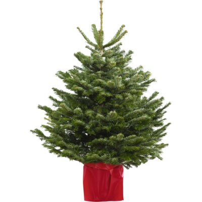 pdp-image-AH Nordmann potgeteeld 100-120cm