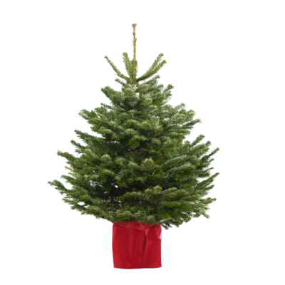 pdp-image-AH Nordmann potgeteeld 100-120cm