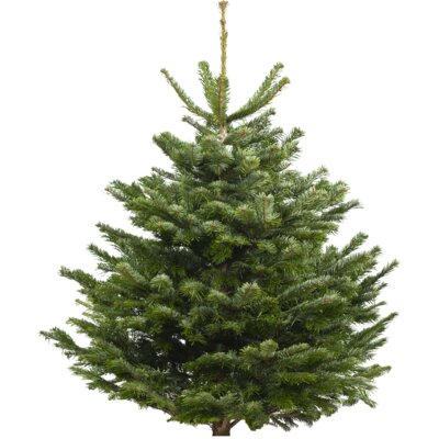 pdp-image-AH Nordmann gezaagd