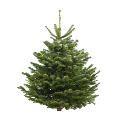 pdp-image-AH Nordmann gezaagd