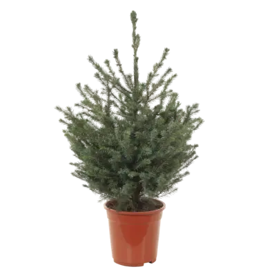 pdp-image-AH Picea omorika p21