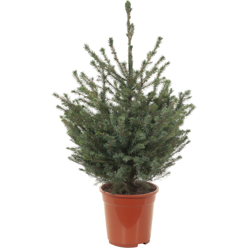 Een afbeelding van AH Picea omorika p21
