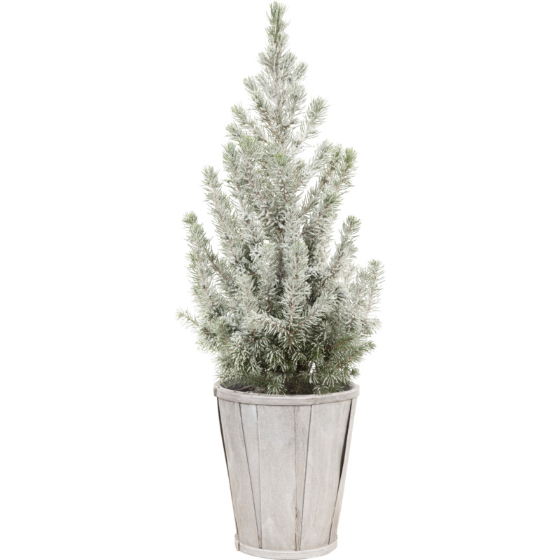 Een afbeelding van AH Kerstboom besneeuwd p15