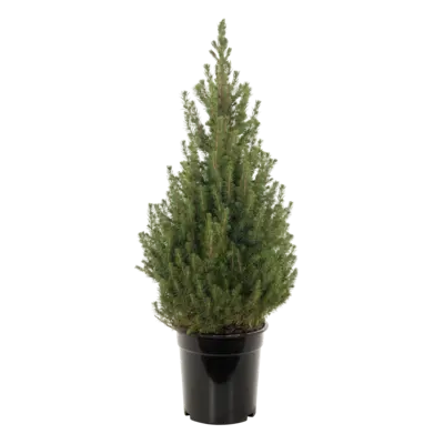 pdp-image-AH Picea conica p21