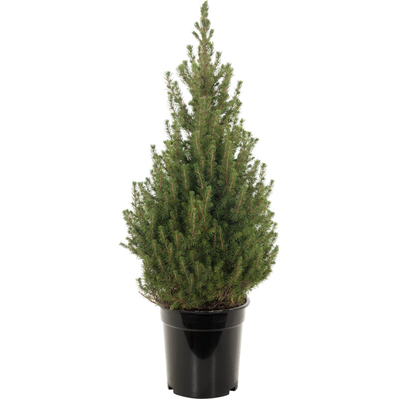 Een afbeelding van AH Picea conica p21