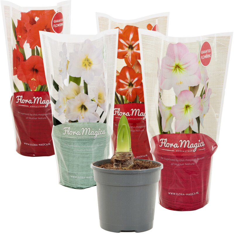 Een afbeelding van AH Amaryllis p12