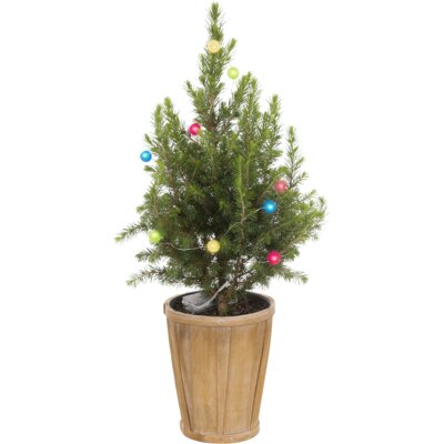 pdp-image-AH Kerstboom verlichting gekleurd