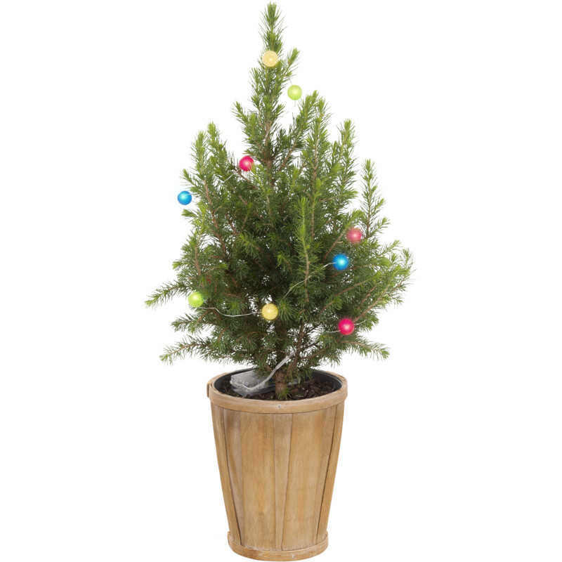 AH Kerstboom verlichting gekleurd bestellen Albert Heijn
