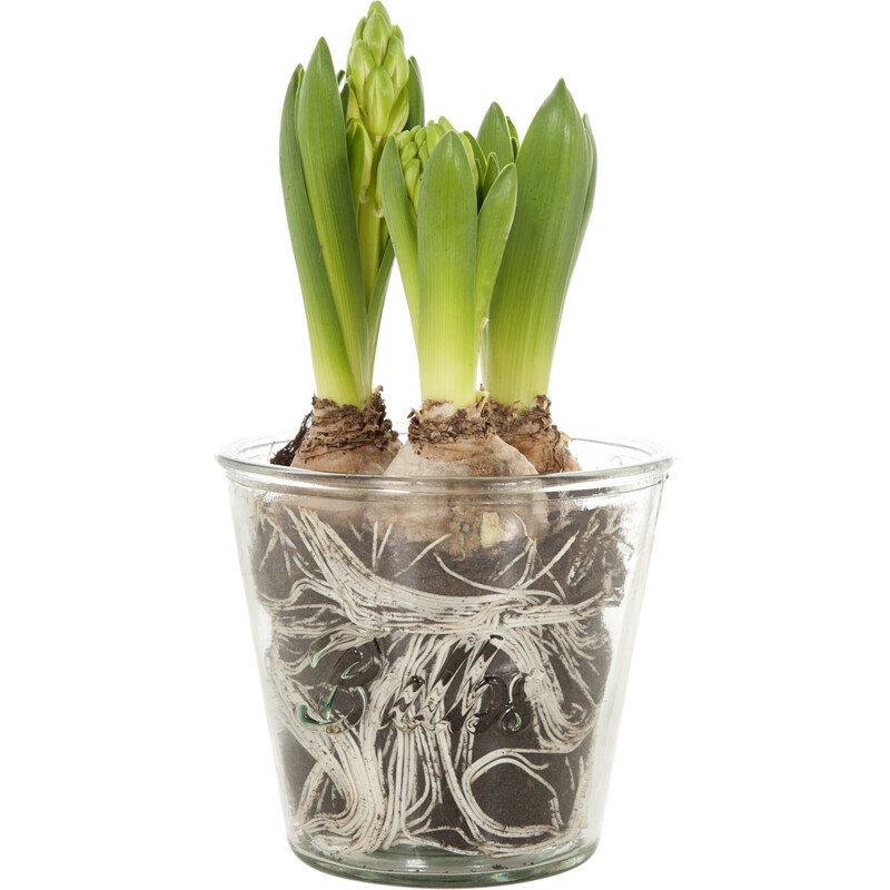 Een afbeelding van AH Bollen in sierglas