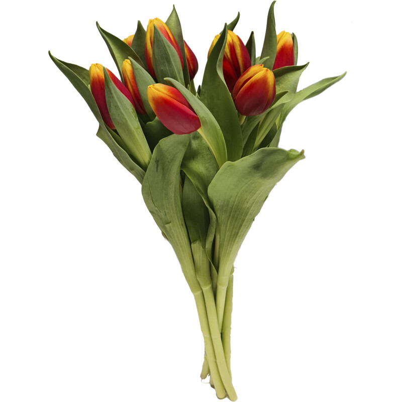 AH Tulp streep bestellen | Albert Heijn