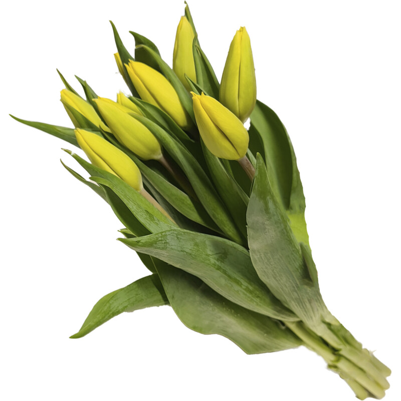 Een afbeelding van AH Tulp geel