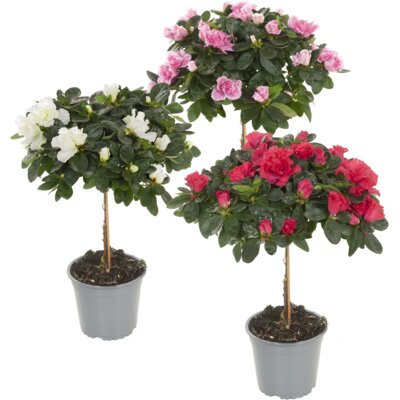 pdp-image-AH Azalea op stam