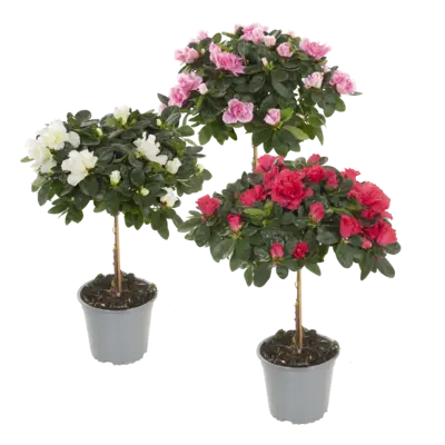 pdp-image-AH Azalea op stam