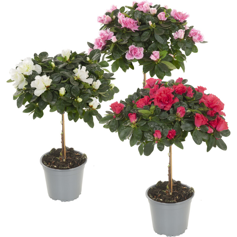 Een afbeelding van AH Azalea op stam