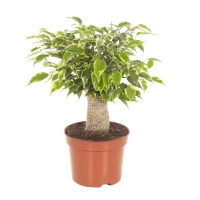 pdp-image-AH Ficus jute stam
