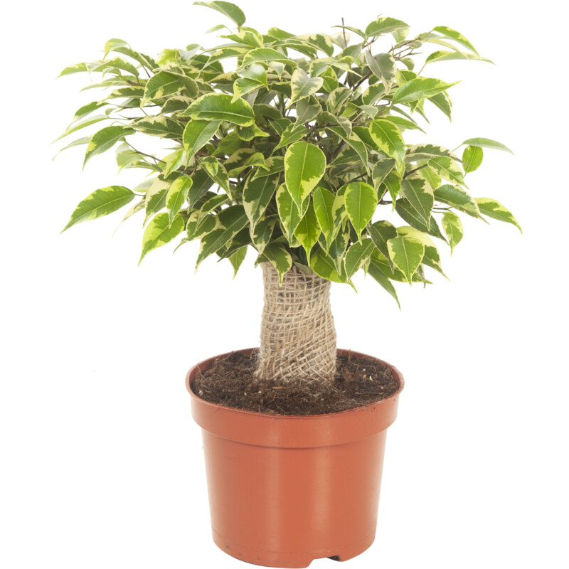 Een afbeelding van AH Ficus jute stam