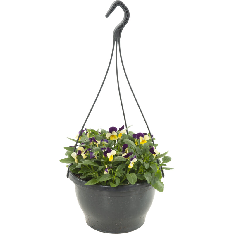 Een afbeelding van AH Tuinviolen in hangpot