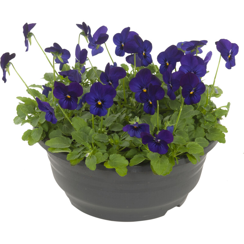 Een afbeelding van AH Violenschaal