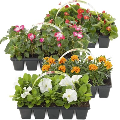 pdp-image-AH Perkgoed