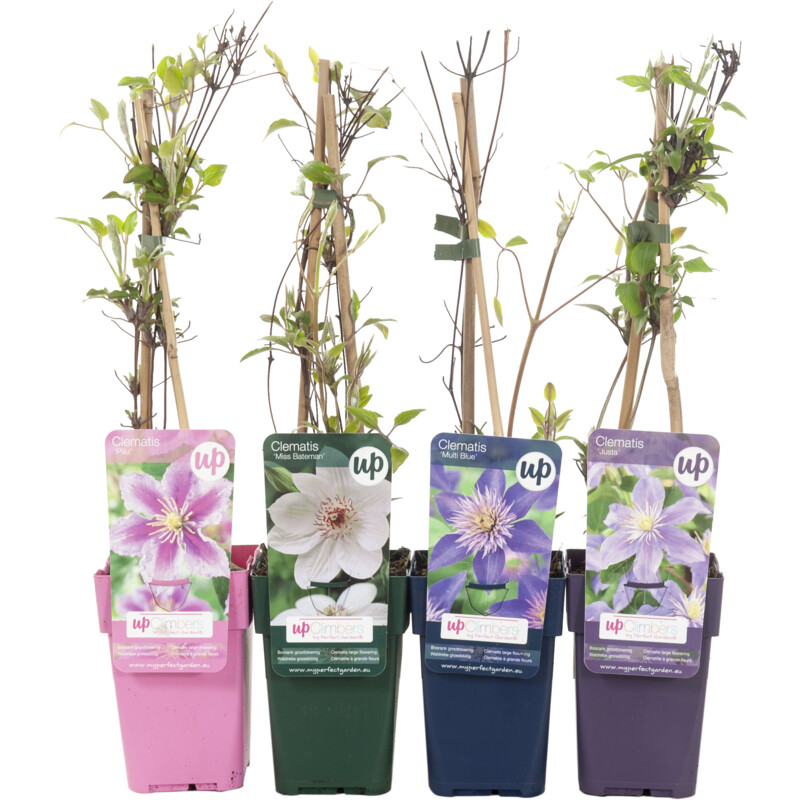 Een afbeelding van AH Clematis & fruit plant