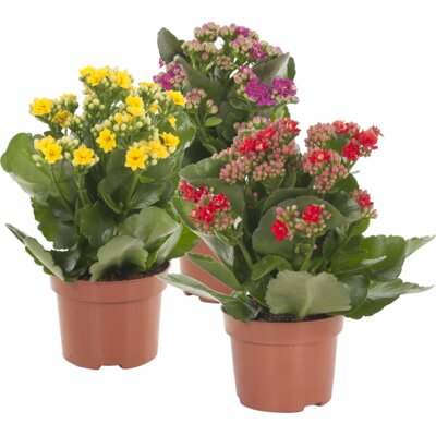 pdp-image-AH Kalanchoe p10,5