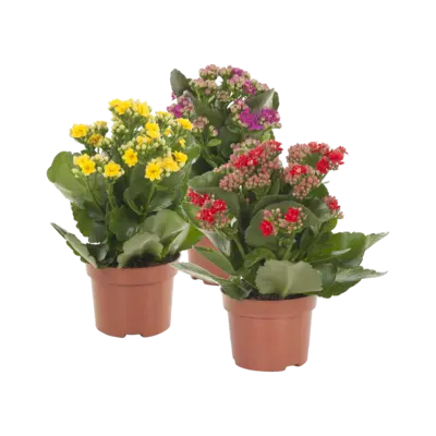 pdp-image-AH Kalanchoe p10,5