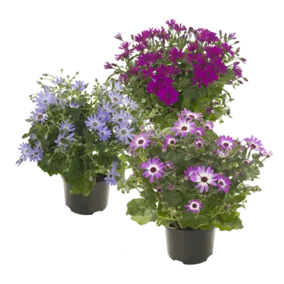 pdp-image-AH Senecio senetti