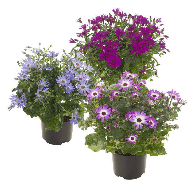 Een afbeelding van AH Senecio senetti