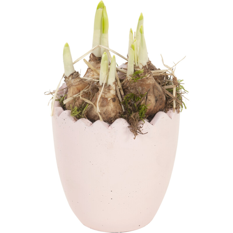 Een afbeelding van AH Narcis in keramieken ei