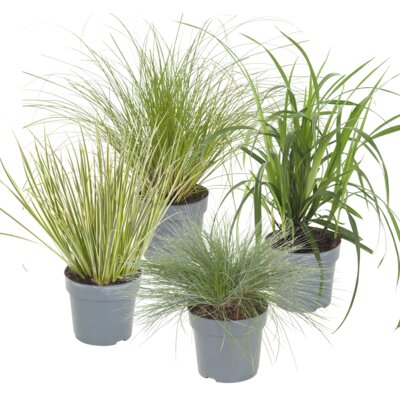 pdp-image-AH Grassen