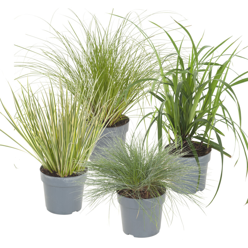 Een afbeelding van AH Grassen