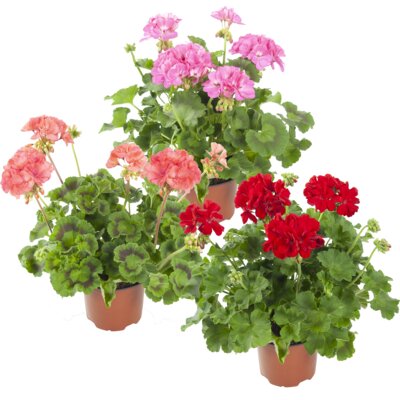 pdp-image-AH Geranium p13