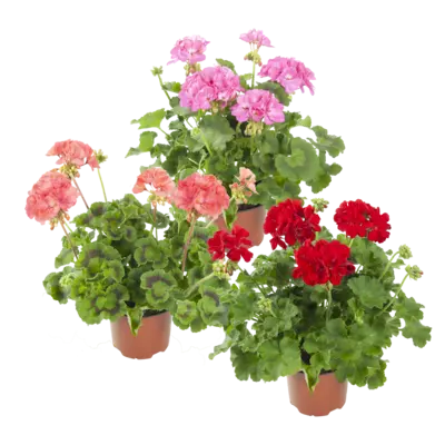 pdp-image-AH Geranium p13