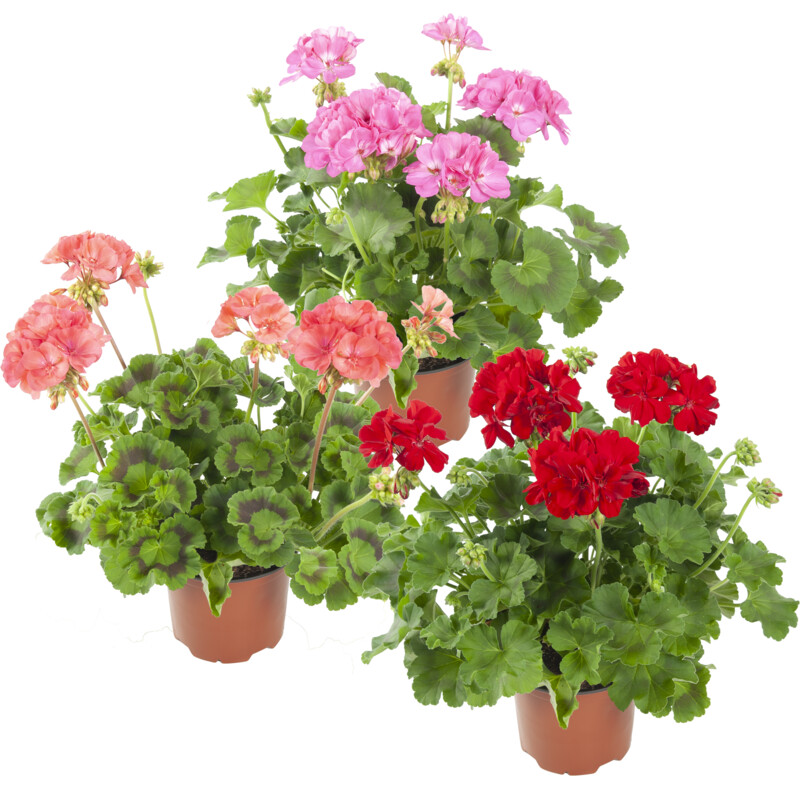 Een afbeelding van AH Geranium p13