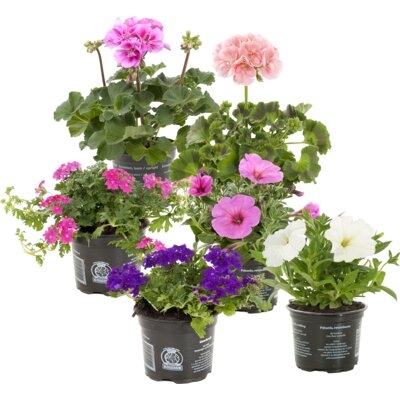 pdp-image-AH Perkgoedmix