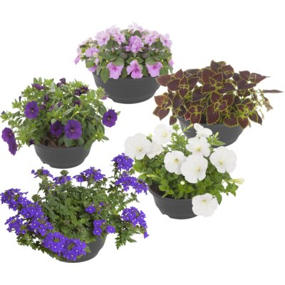 pdp-image-AH Perkgoed