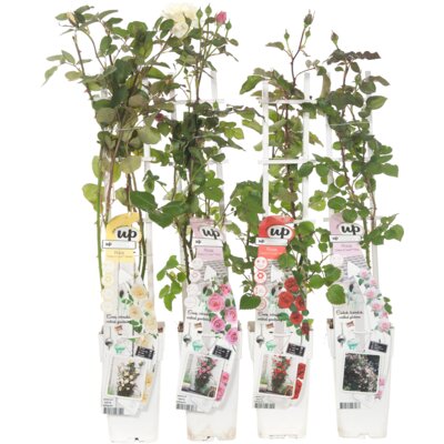 pdp-image-AH Klimplanten