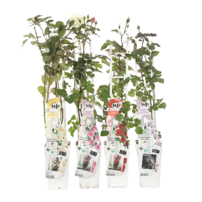 pdp-image-AH Klimplanten