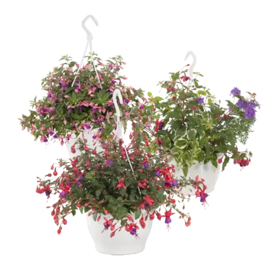 pdp-image-AH Fuchsia mix p10.5